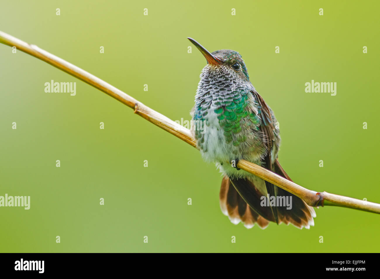 Glittering-throated Hummingbird (Amazilia fimbriata) perched at Parika, Guyana Stock Photo