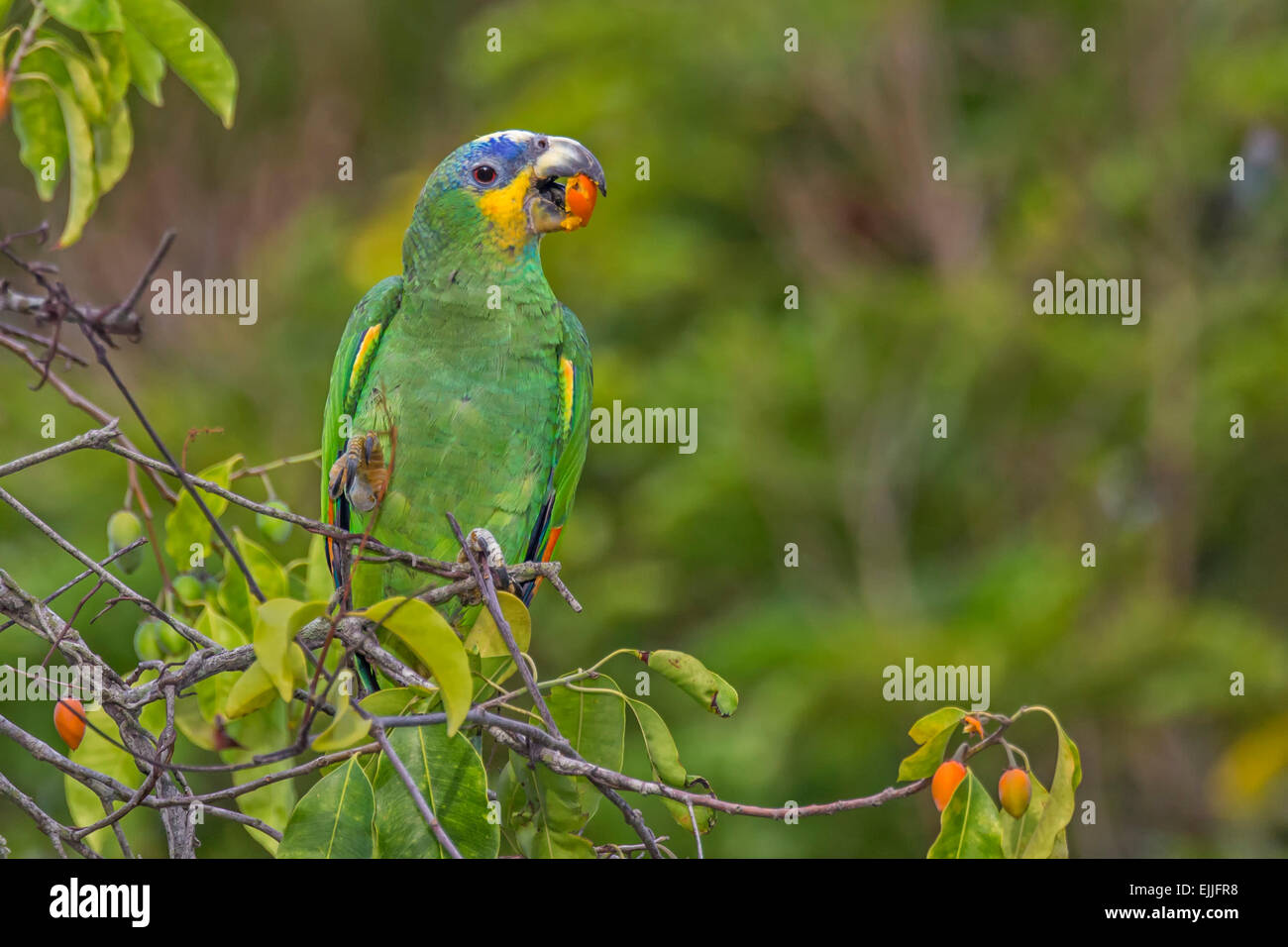 Orangewinged Amazon (Amazona amazonica) feeding in the Botanical