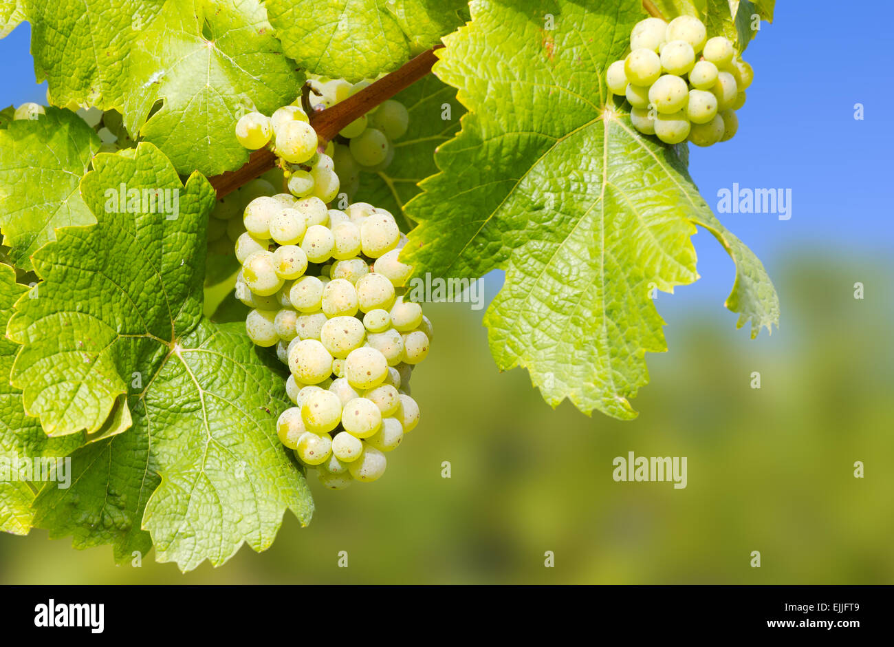 Wine grapes in the vineyard Stock Photo
