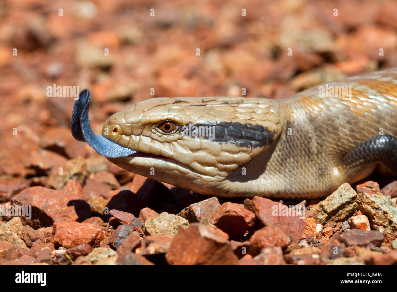 Close-up of Centralian blue-tongue skink (Tiliqua multifasciata), Karijini National Park, Western Australia Stock Photo