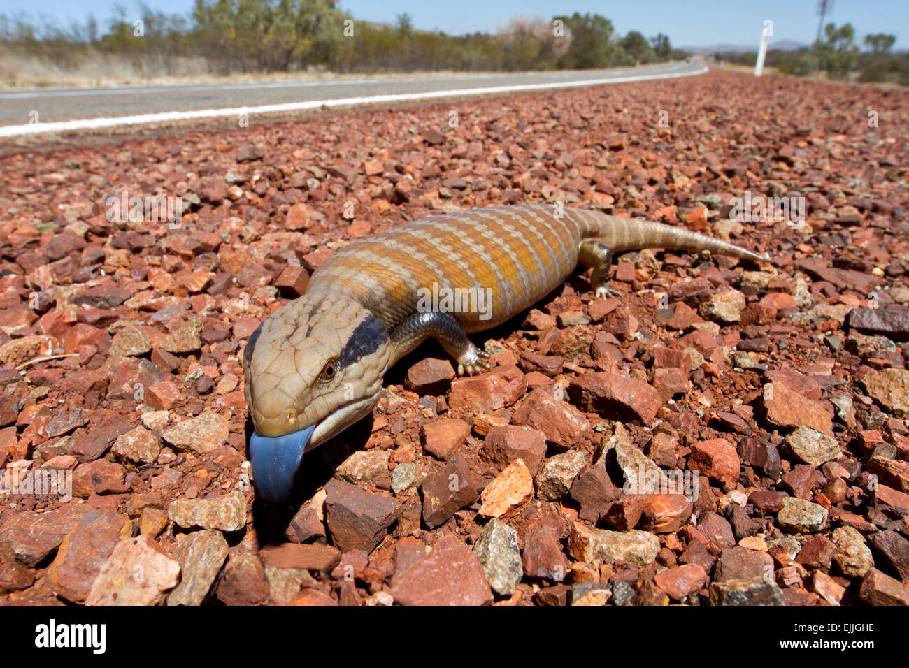 Centralian blue-tongued skink (Tiliqua multifasciata) on the side of the road in Karijini National Park, Western Australia Stock Photo