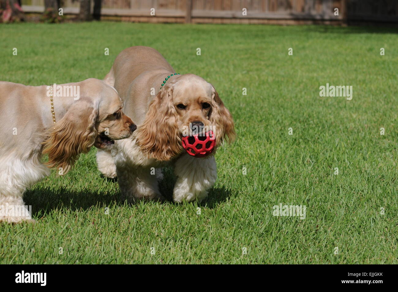 cocker spaniels playing with a ball Stock Photo