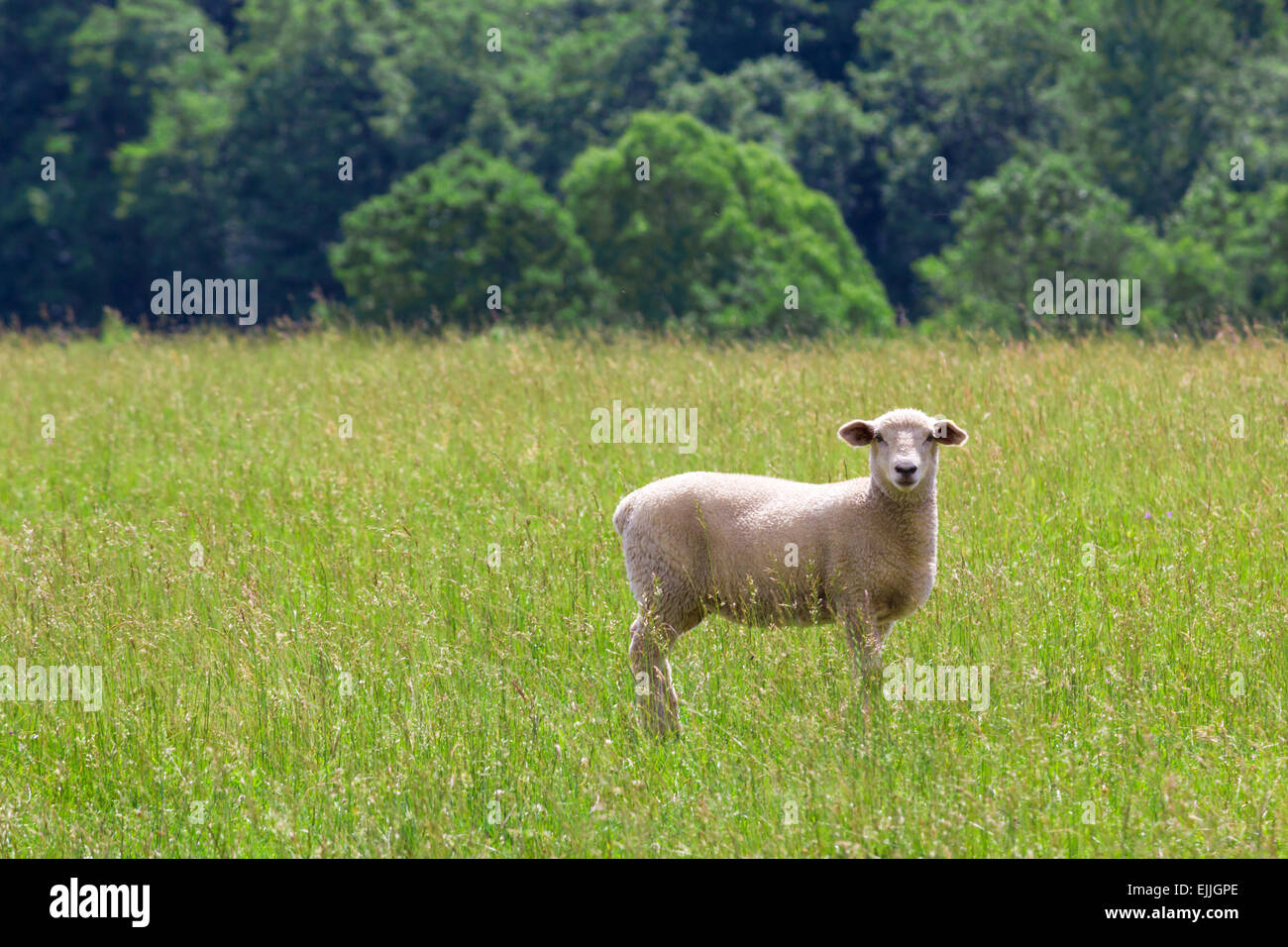 Sheep grazing on summer meadow Stock Photo