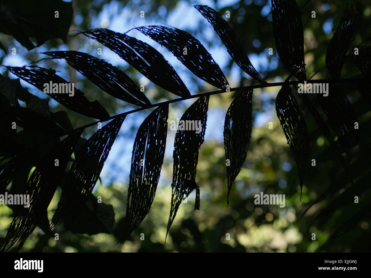 Patterns in leaves caused by insect damage, Costa Rica Stock Photo