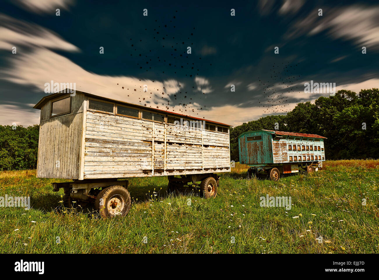 Apiary with bees and hives, on green grass near the forest. Stock Photo