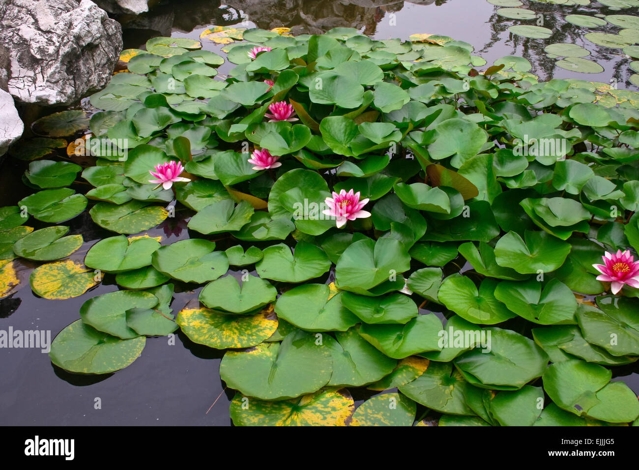 Lush green foliage water lilies hi-res stock photography and images - Alamy