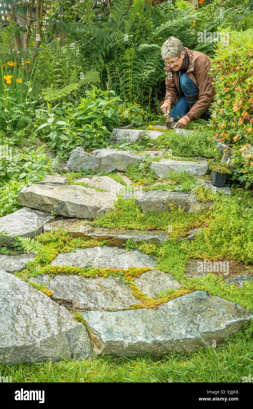 Woman weeds the garden path. Stock Photo