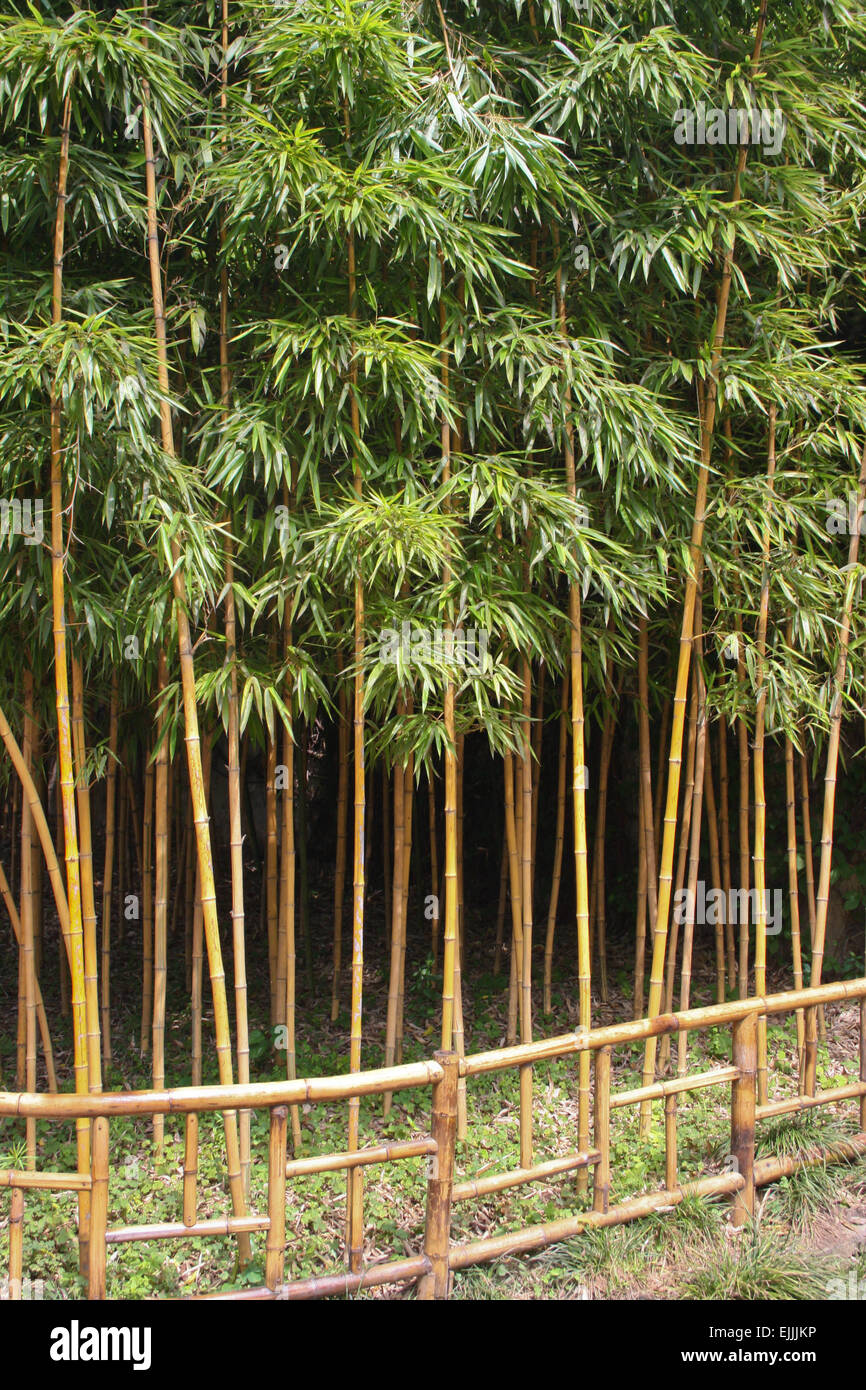 Bambusoides nature original plant rich rock shape variety gardens hi