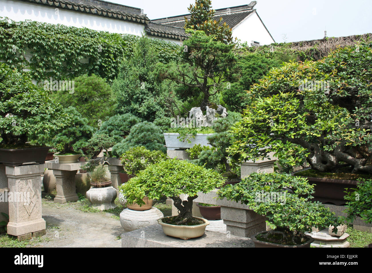 Bonsai garden hires stock photography and images Alamy