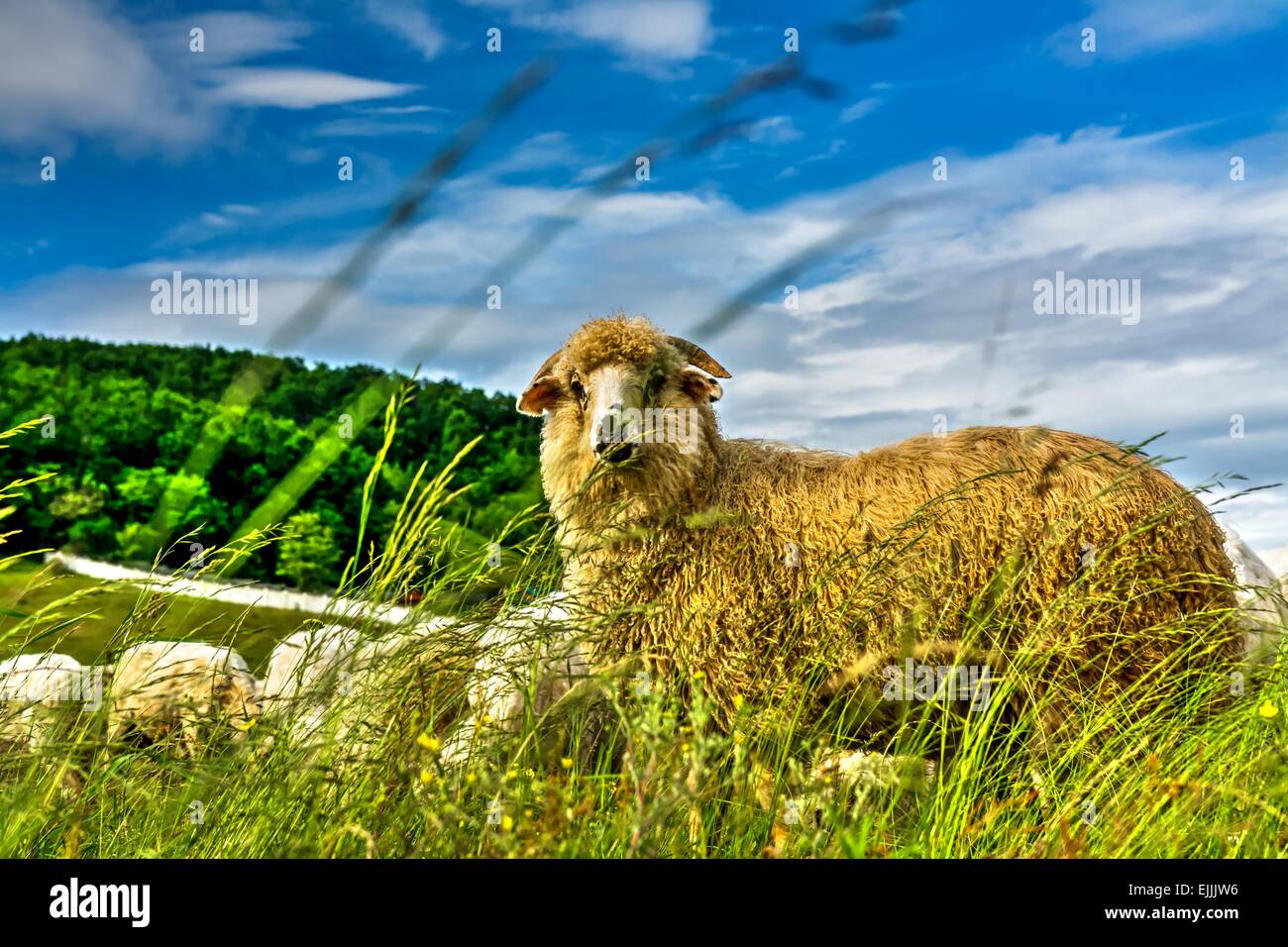 Yellow sheep with rich wool Stock Photo Alamy