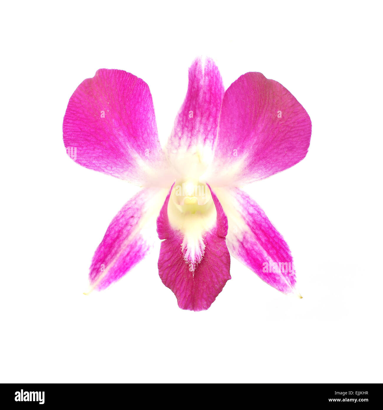beautiful orchid flower isolated on white background Stock Photo - Alamy