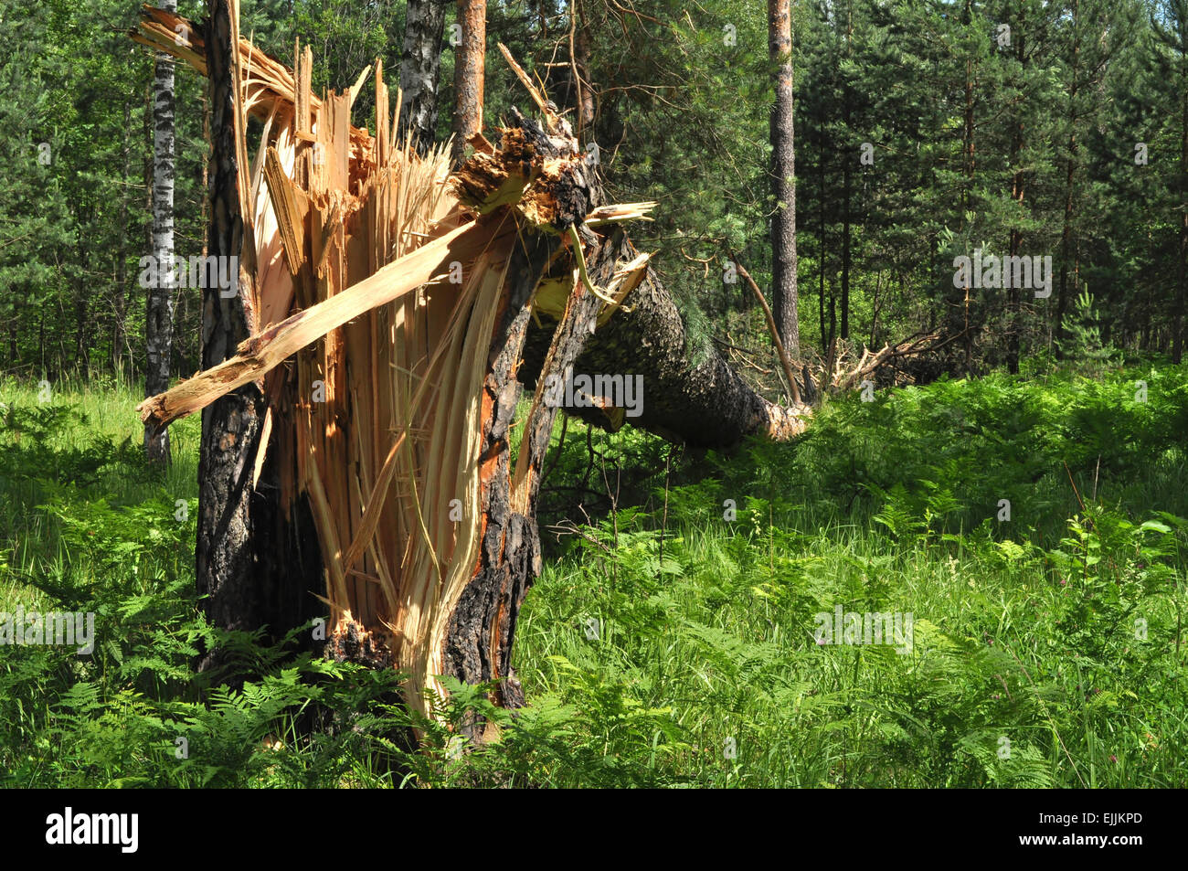 Pine, broken by the wind in the forest Stock Photo - Alamy