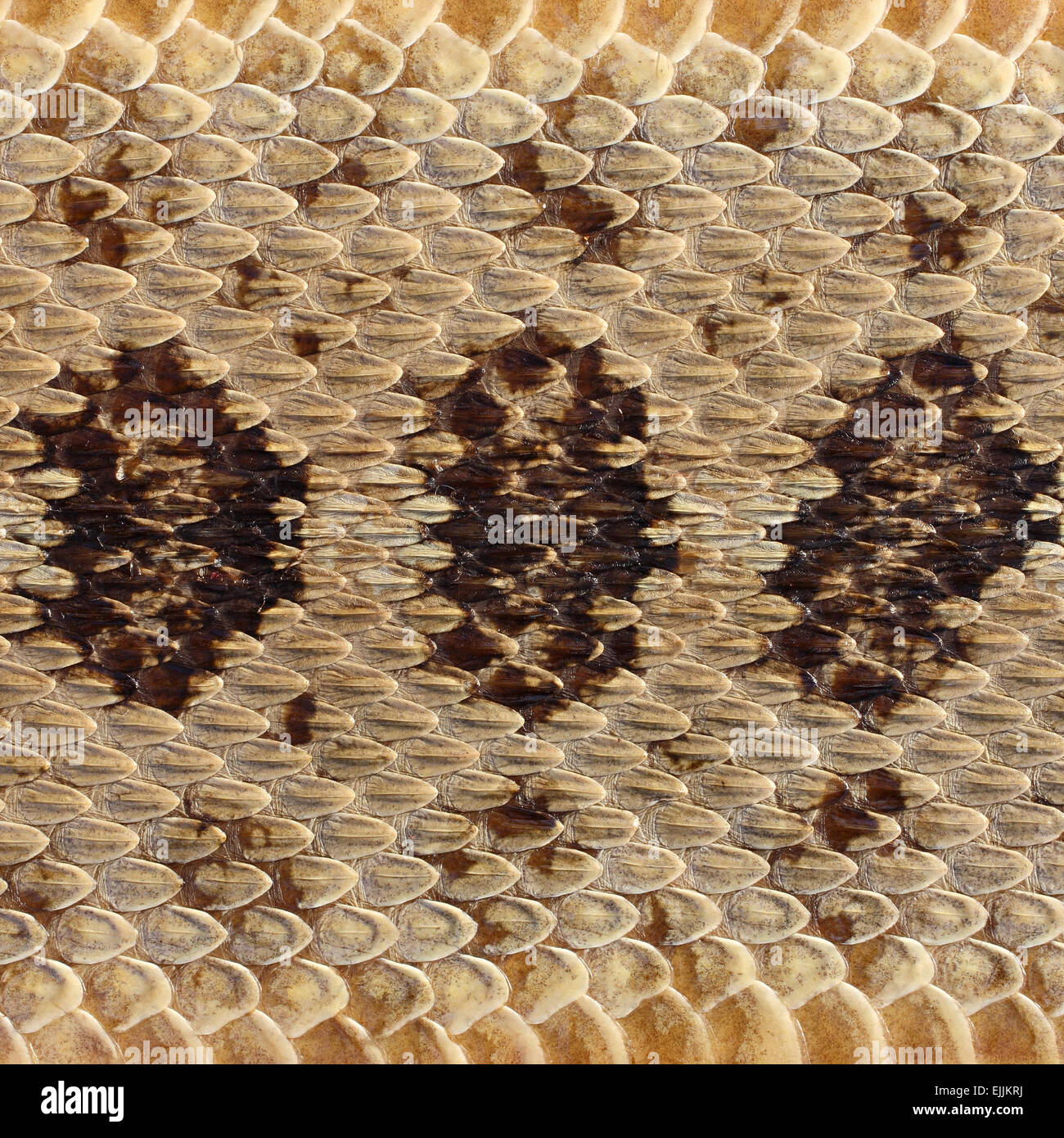 close-up rattlesnake skin background Stock Photo