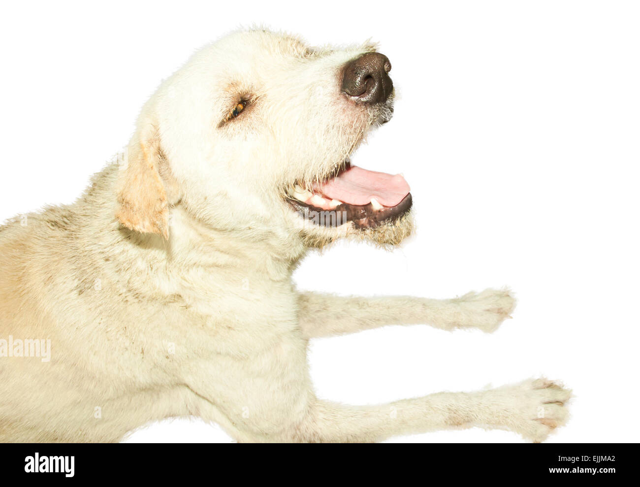 White dog lying isolated on white background Stock Photo - Alamy