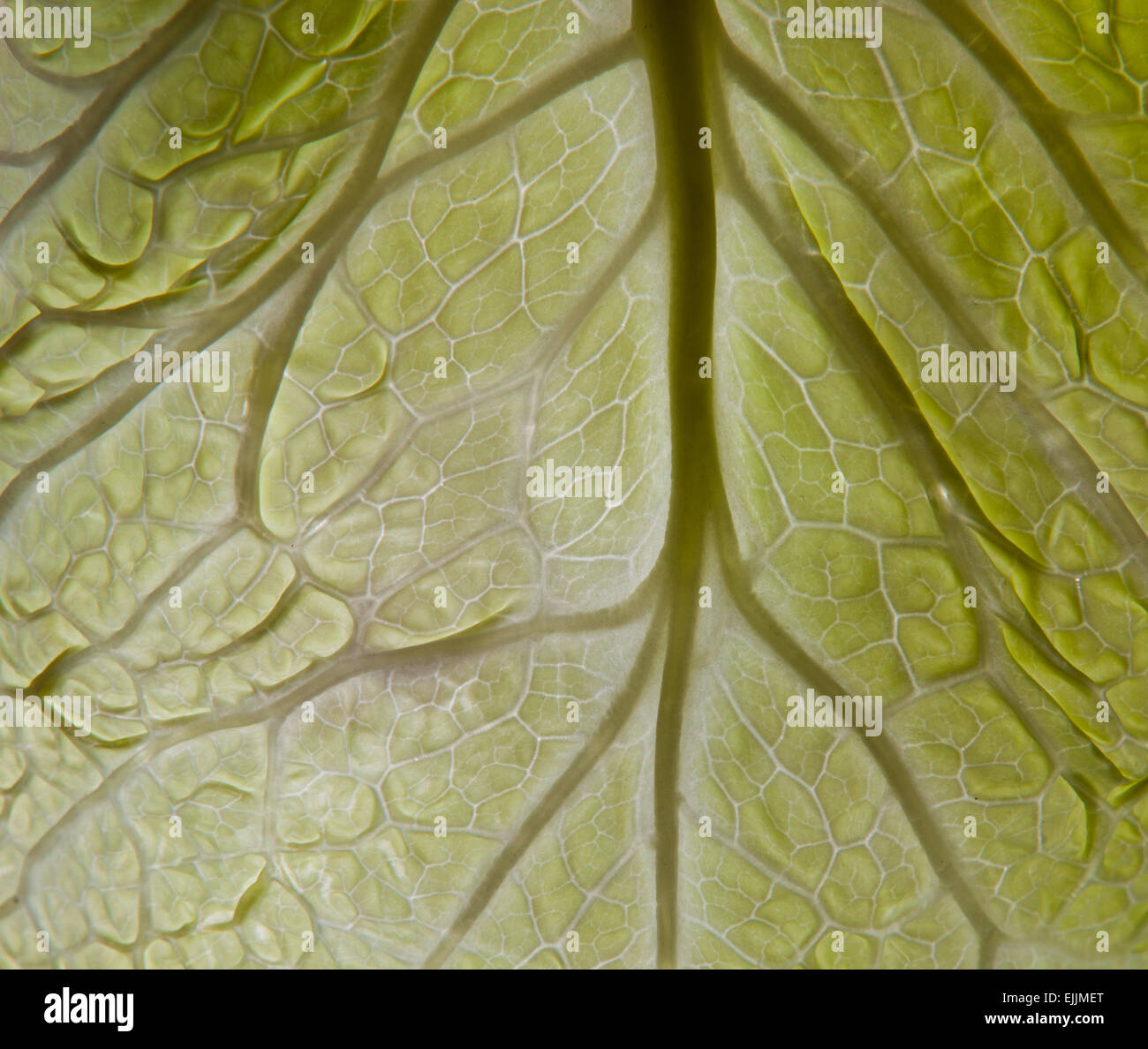 Cabbage isolated leaf shot against the light Stock Photo