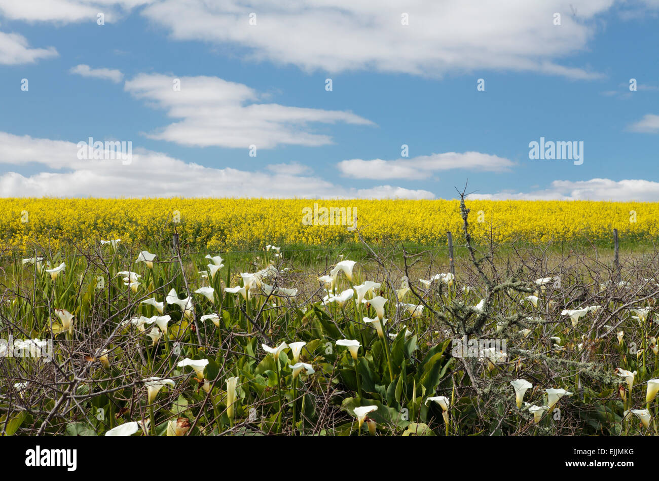 Calla lilies (Zantedeschia aethiopica) and field of rapeseed (Brassica rapa) near Darling, Western Cape, South Africa. Stock Photo