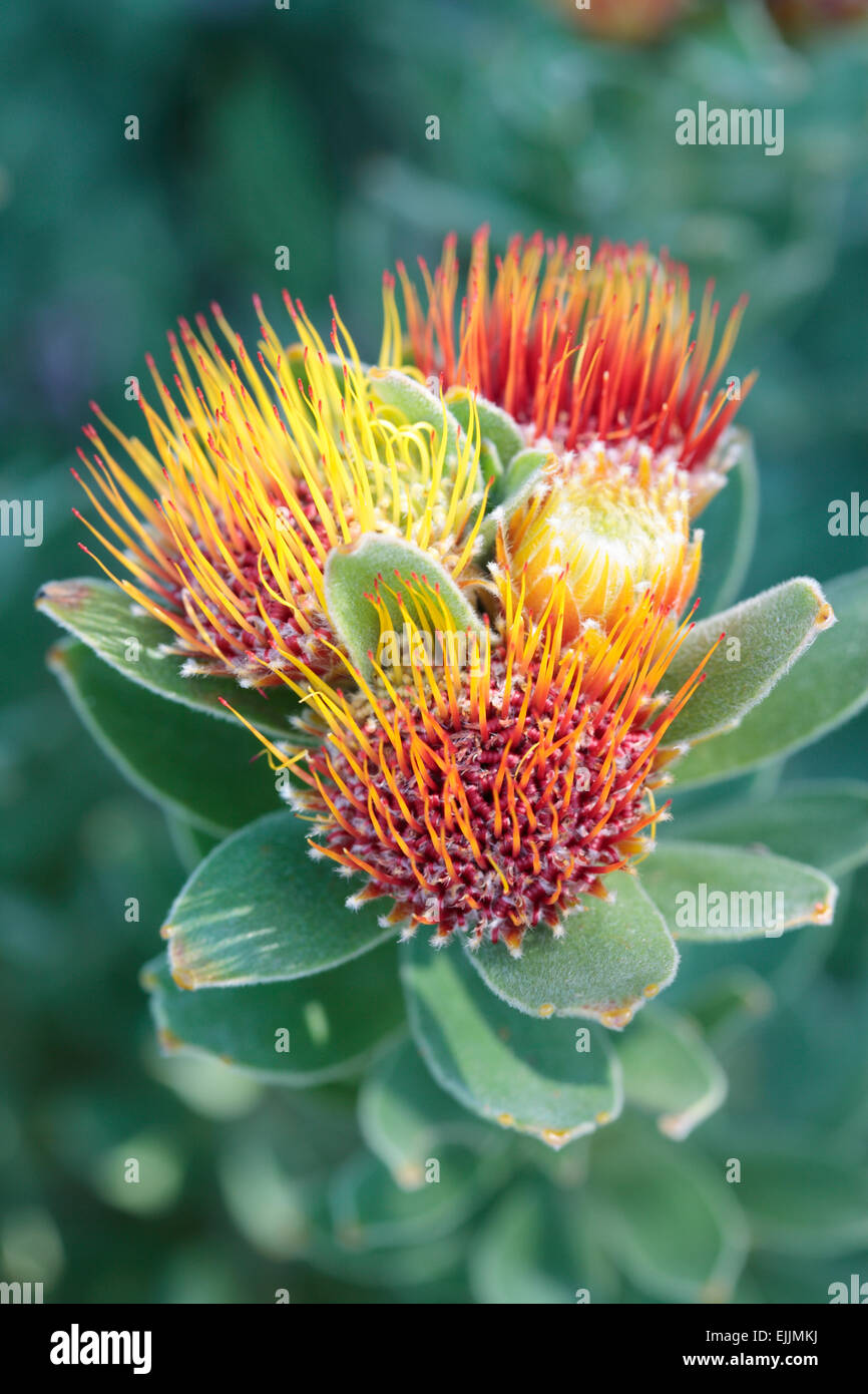 Protea tufted pincushion (Leucospermum oleifolium), Cape Town, South Africa. Stock Photo
