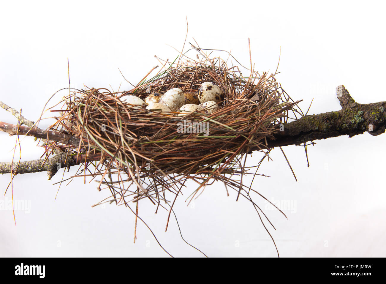 Bird nest made of pine tree needles with quail eggs. Isolated over