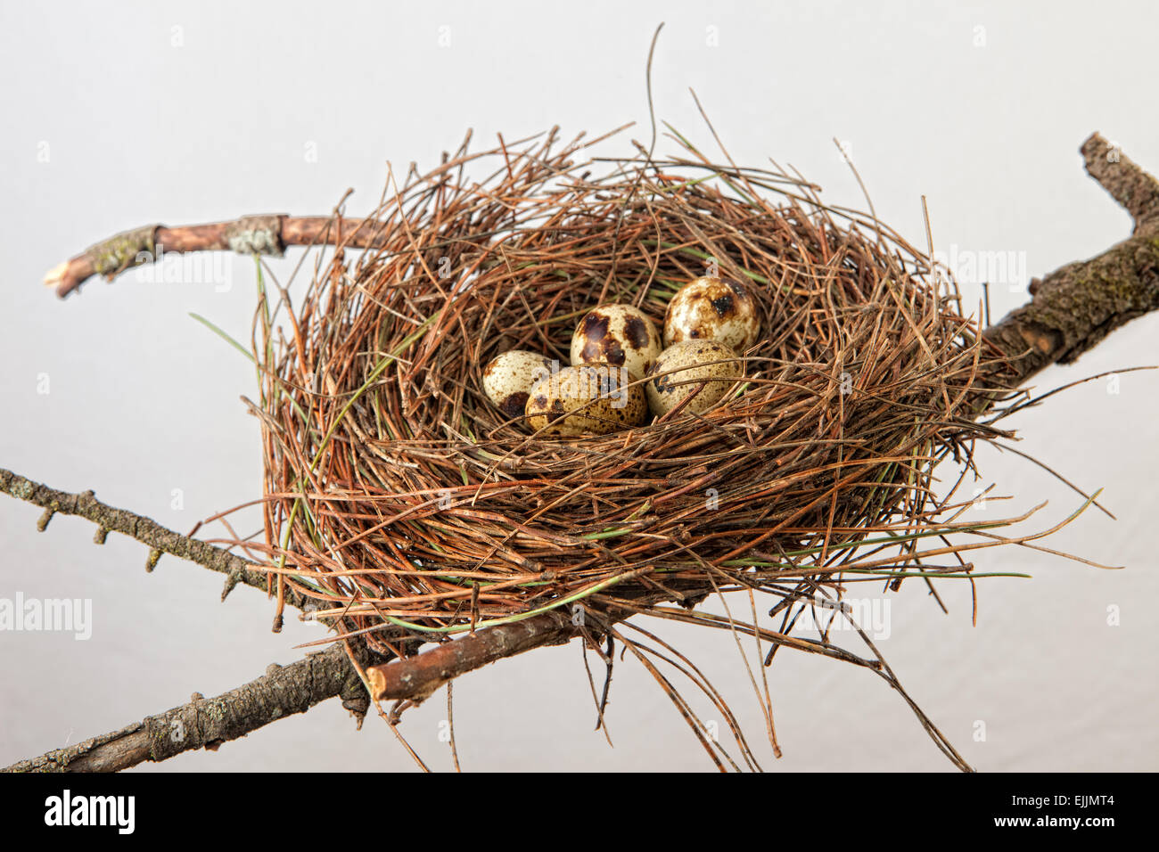 Bird nest made of pine tree needles with quail eggs. Isolated over