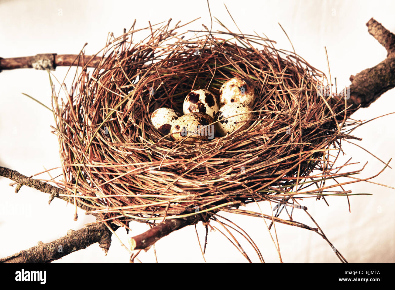 Bird nest made of pine tree needles with quail eggs. Isolated over