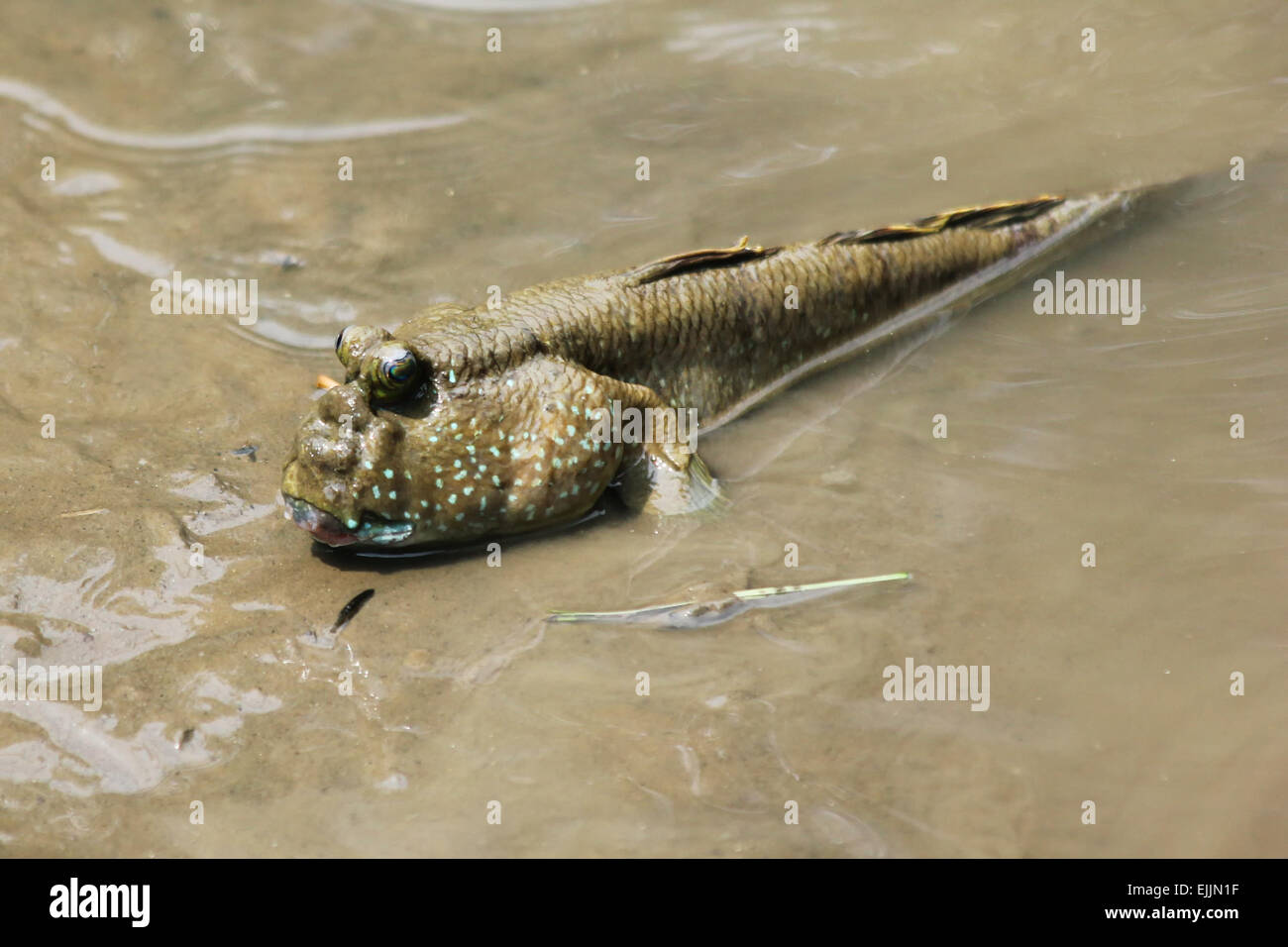Mudskipper relaxing in the water Stock Photo