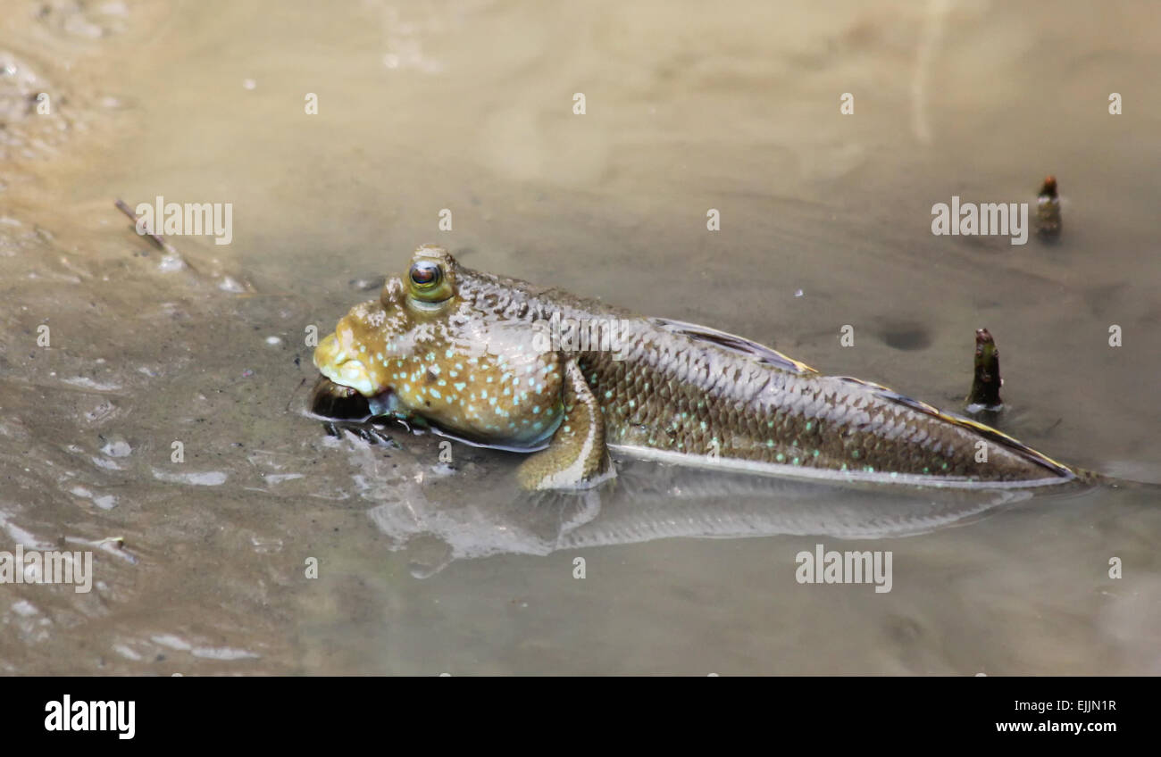 Mudskipper relaxing in the water Stock Photo