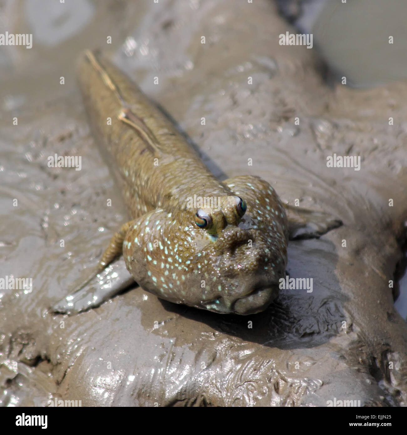 Closeup of beautiful mudskipper fish Stock Photo