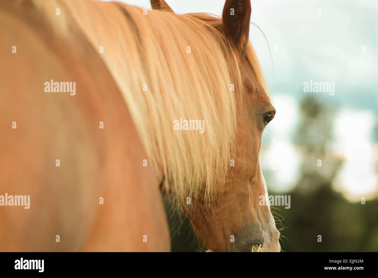 Calm ranch horse hi-res stock photography and images - Alamy