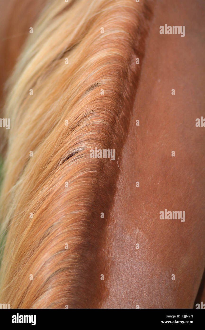 Horse Neck Stock Photo Alamy