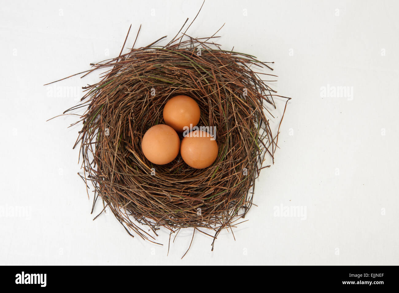 Bird nest with hen eggs made of pine tree needles. Isolated over white background Stock Photo