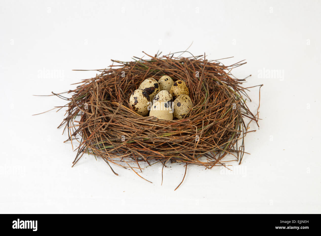 Bird nest made of pine tree needles with quail eggs. Isolated over white background Stock Photo