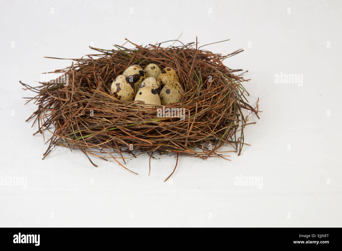 Bird nest made of pine tree needles with quail eggs. Isolated over white background Stock Photo