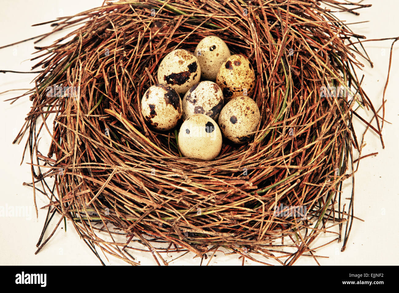 Bird nest made of pine tree needles with quail eggs. Isolated over white background Stock Photo