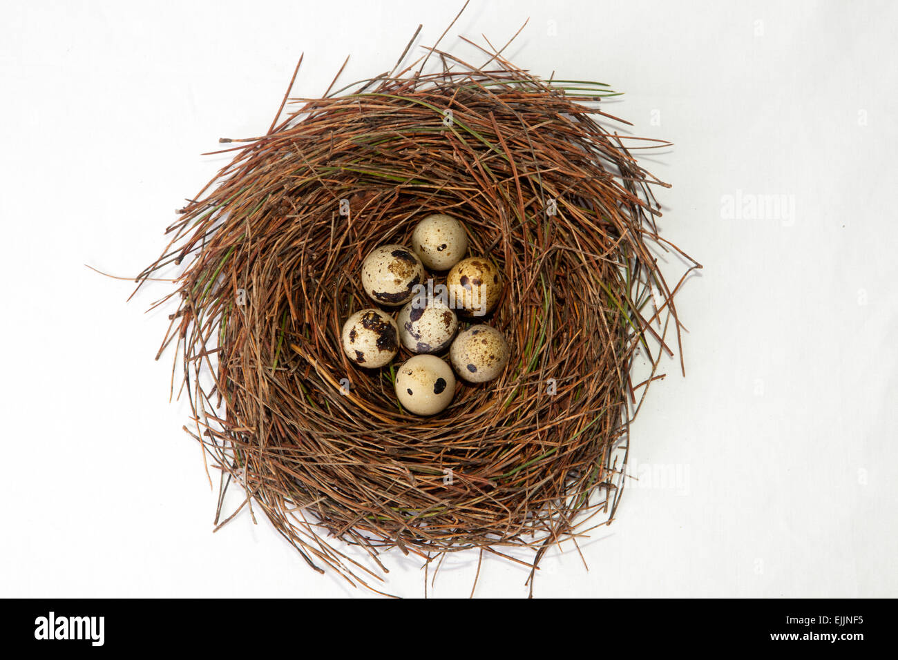 Bird nest made of pine tree needles with quail eggs. Isolated over