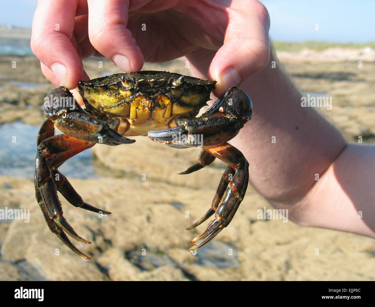 Holding large crab hires stock photography and images Alamy