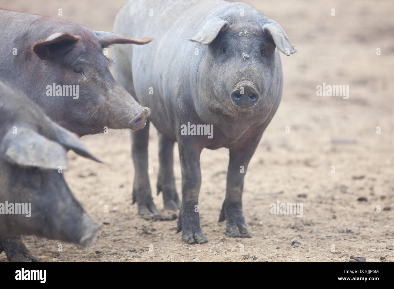 Black Iberian pigs running free. Badajoz province, Extremadura, Spain Stock Photo