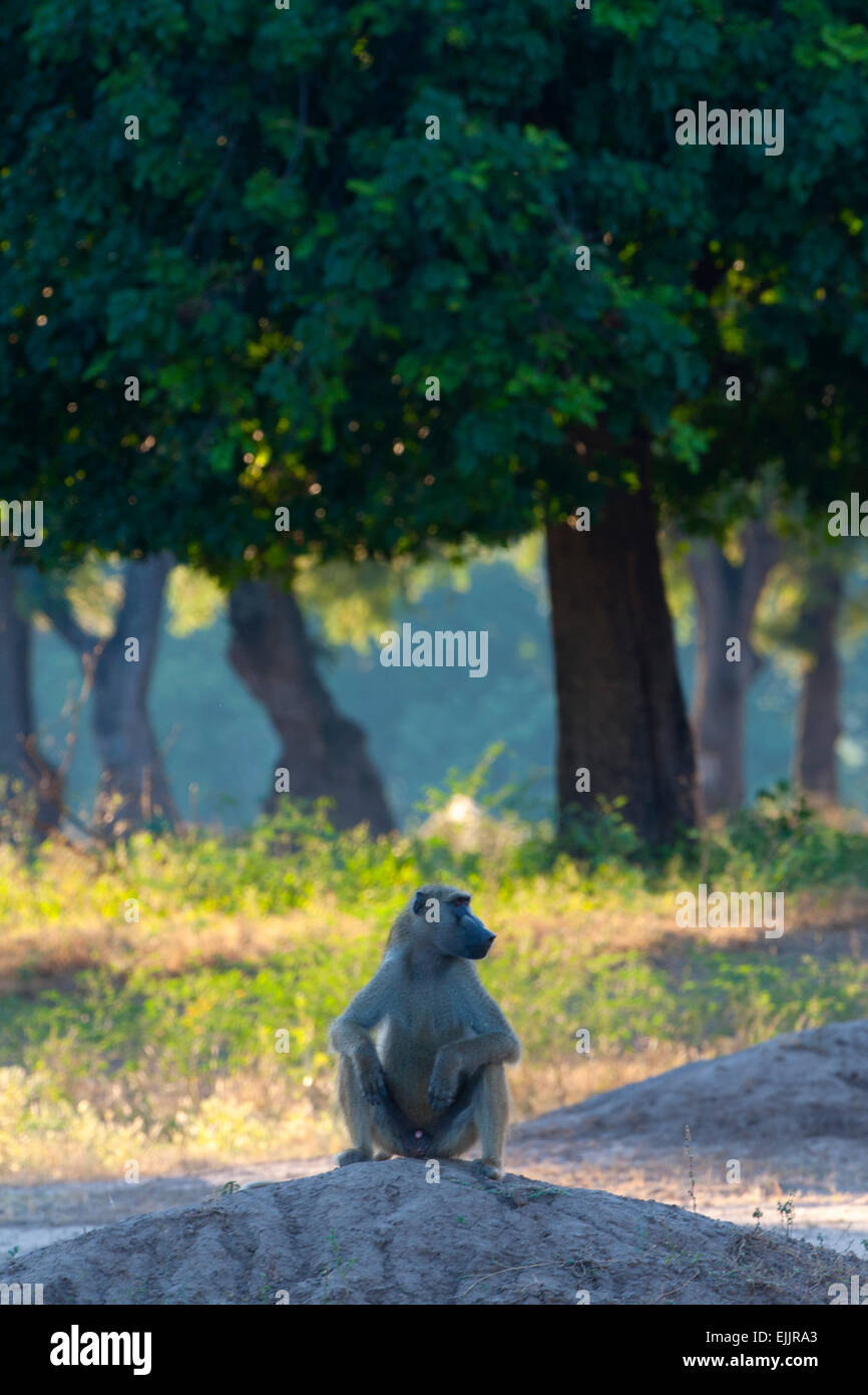 Man sitting under shade tree hi-res stock photography and images - Alamy
