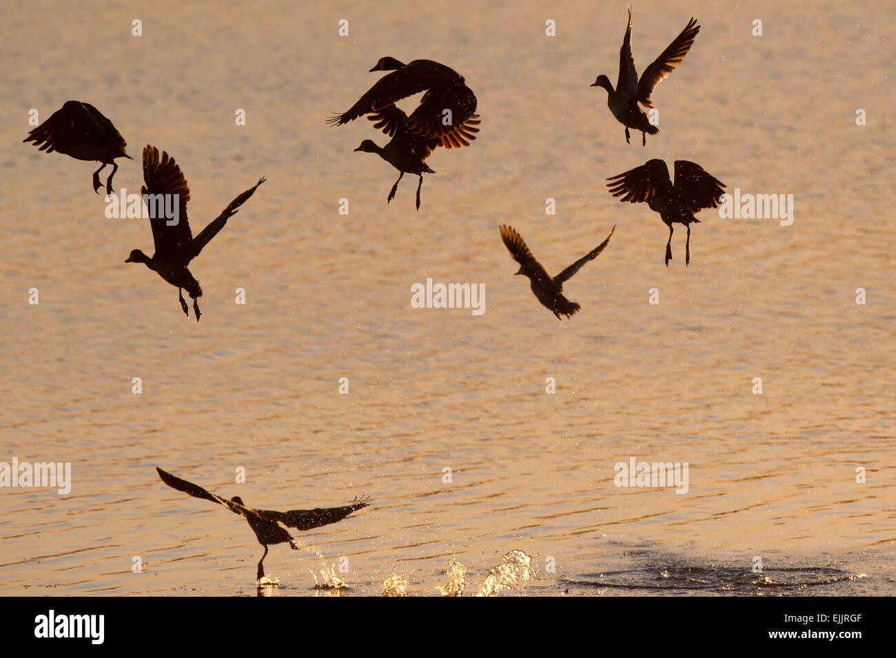 Duck sunset water silhouette hi-res stock photography and images - Alamy