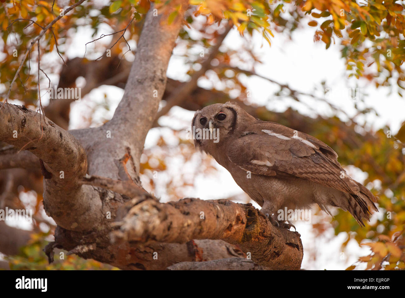 Worlds largest owl species hi-res stock photography and images - Alamy