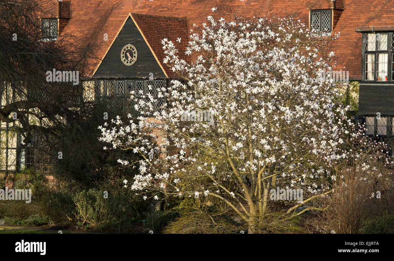 Spring flowering Magnolia x loebneri merrill tree in front of the RHS Wisley laboratory building. Wisley, Surrey, UK Stock Photo