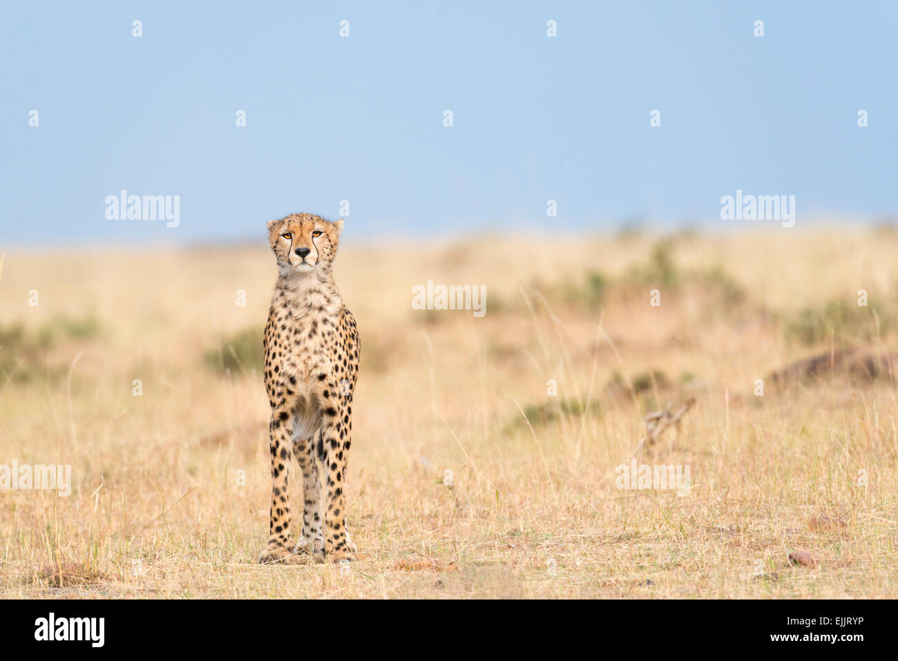 Tanzanian cheetah (Acinonyx jubatus raineyii) Stock Photo