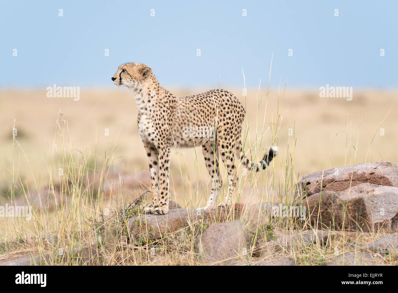 young cheetah on observation point Stock Photo