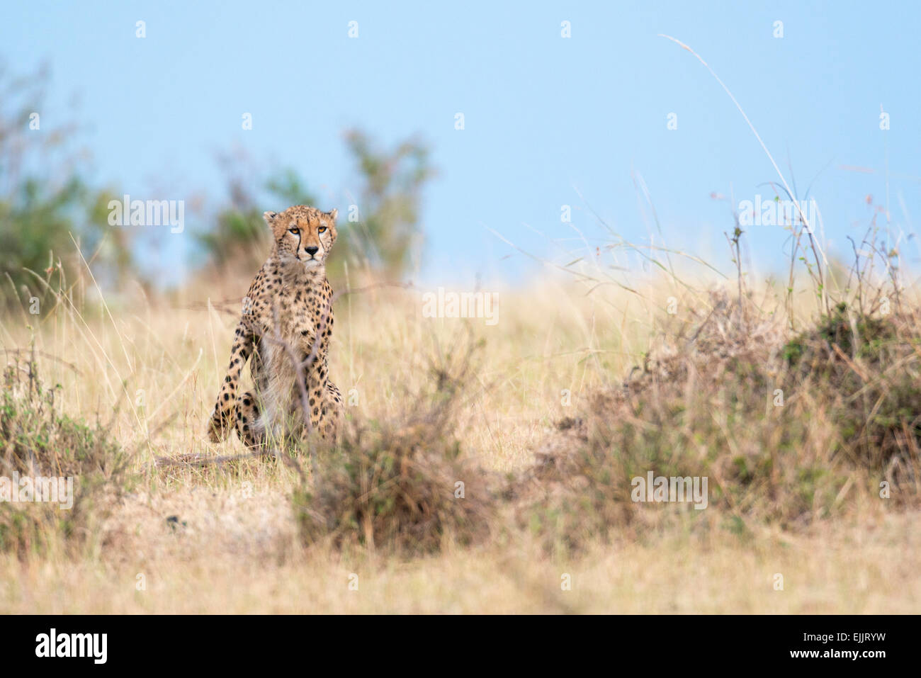 Young male cheetah Stock Photo