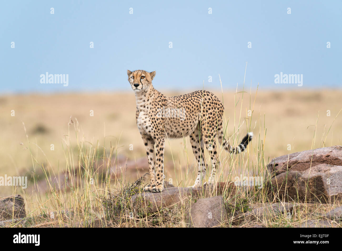 African cheetah observing his hunting territory Stock Photo