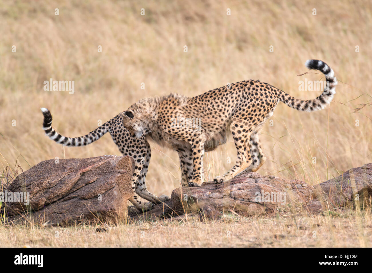 African cheetahs Stock Photo