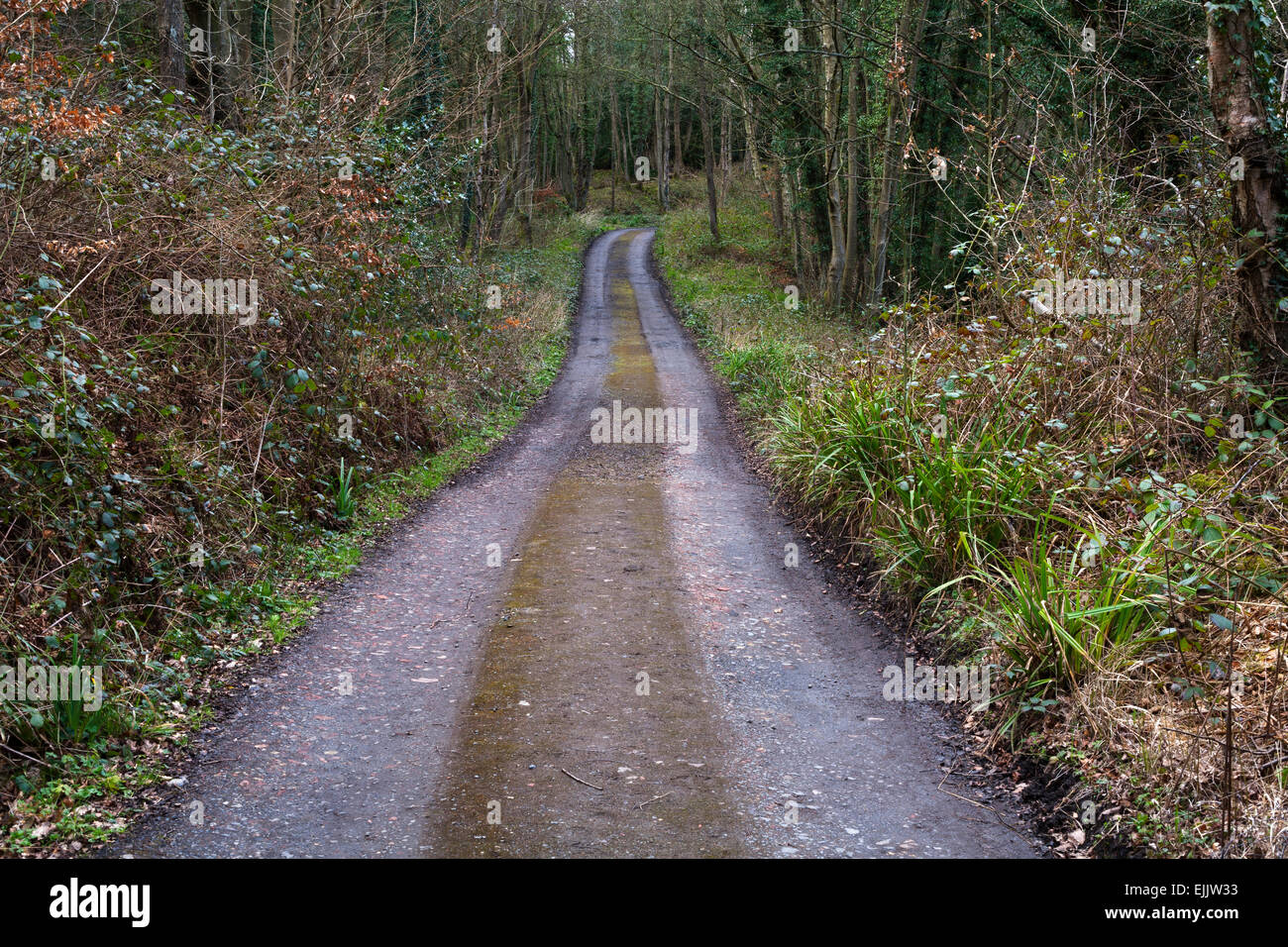 A track through woodland in County Durham. Stock Photo