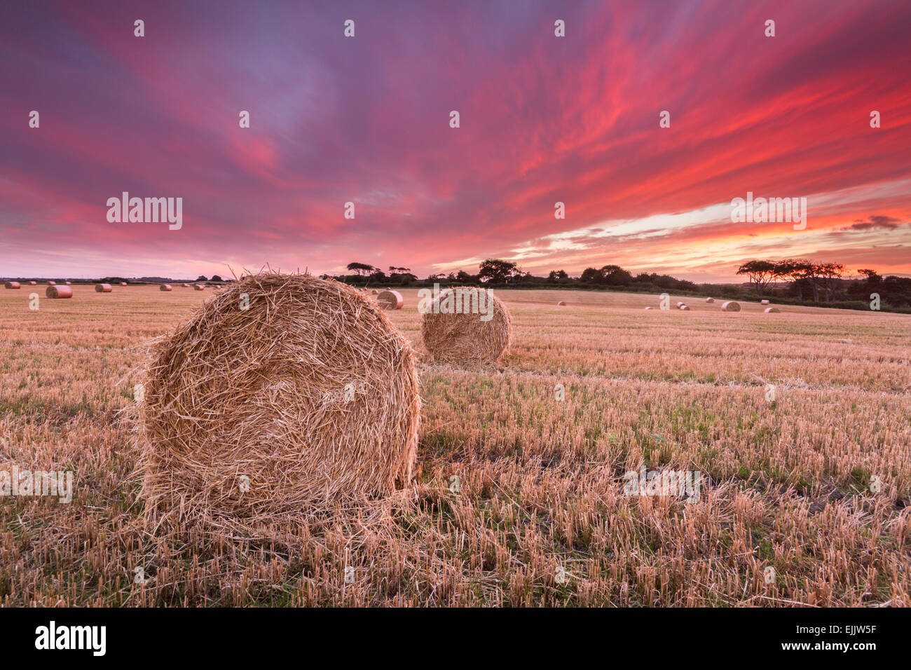 Hay bales, straw bales in a harvested farmer's field at sunset as the