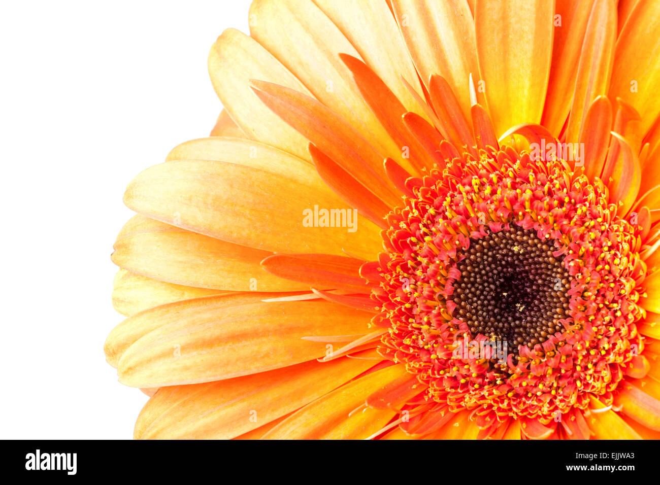 Bright red gerbera flower fragment isolated on white background, macro photo Stock Photo