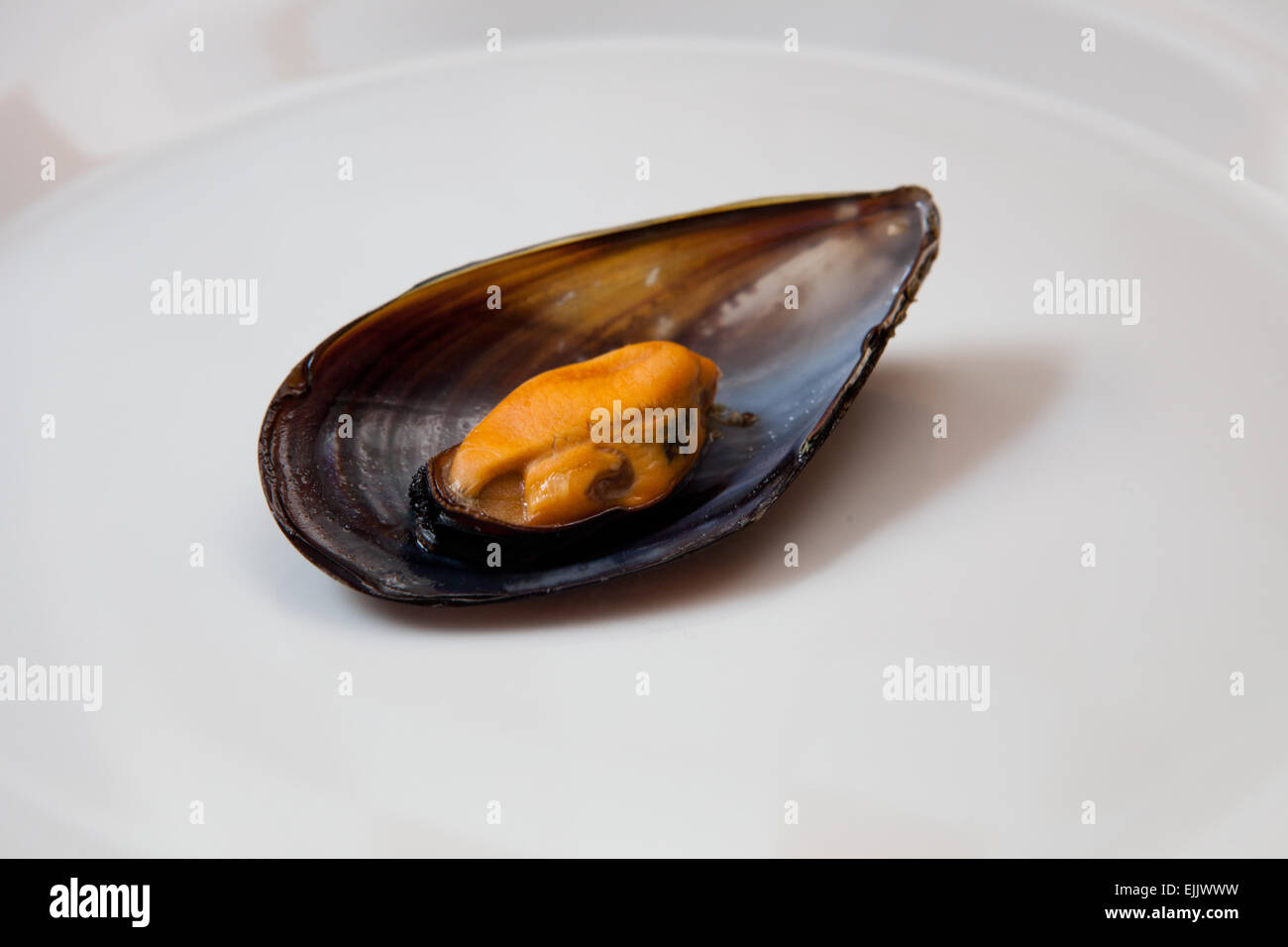Close detail view of mussel boiled on a plate. Isolated on a white background Stock Photo