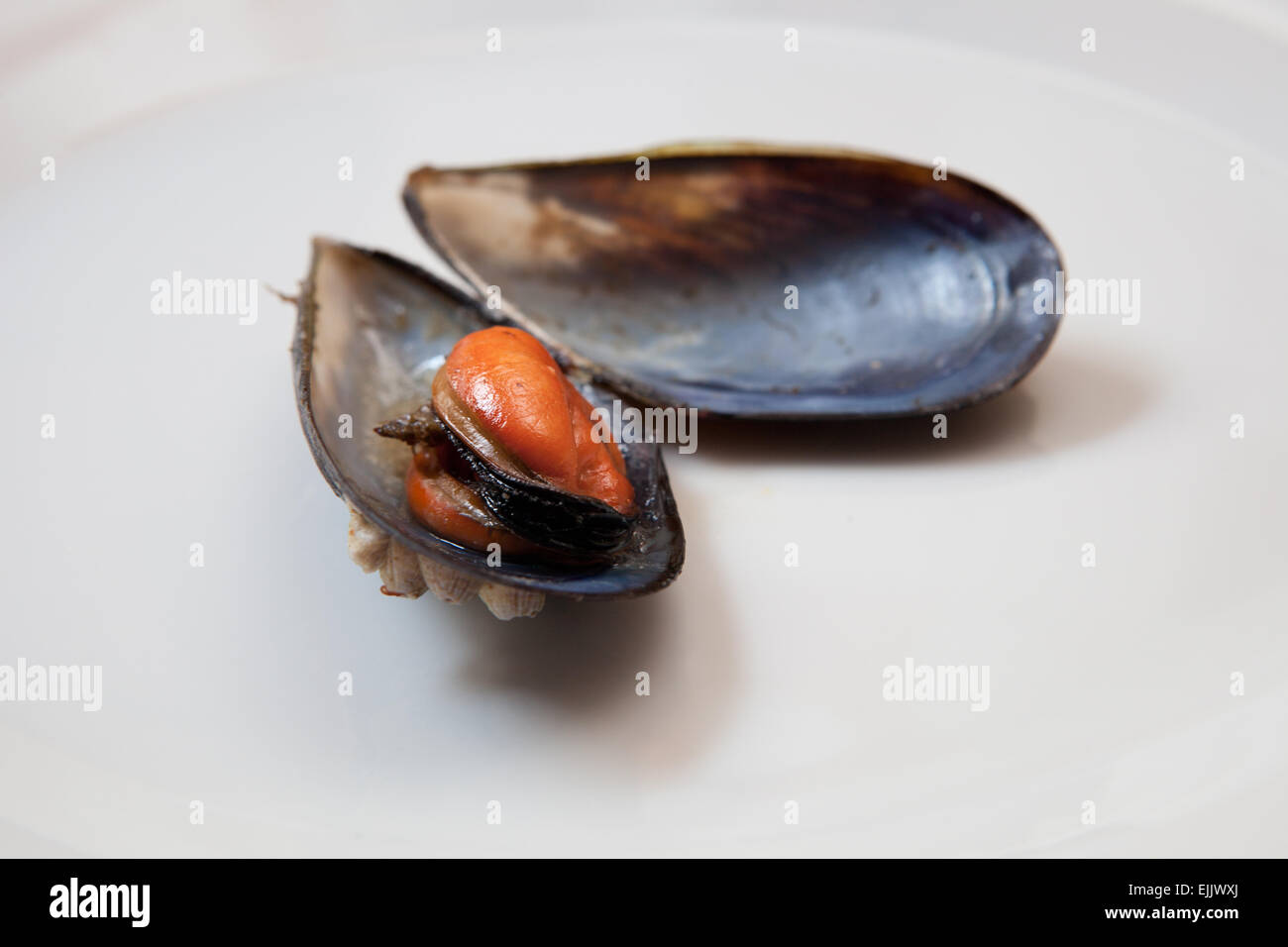 Close detail view of mussel boiled on a plate. Isolated on a white background Stock Photo